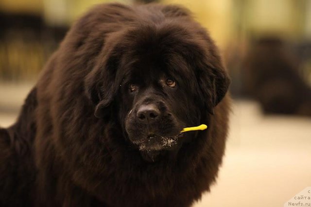 Фото: ньюфаундленд Чанси из Золотого Треугольника