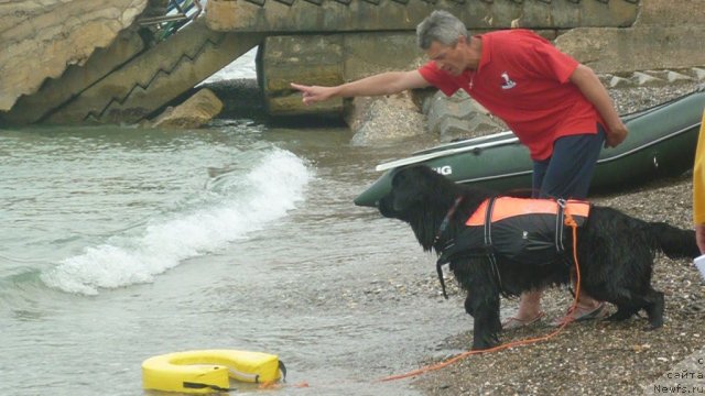 Фото: ньюфаундленд Юнона, Андрей Кошкидько