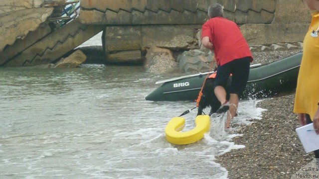 Фото: ньюфаундленд Юнона, Андрей Кошкидько