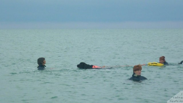 Фото: ньюфаундленд Юнона, Наталия Михайлова, Ирина Долотова, Екатерина Кормакова