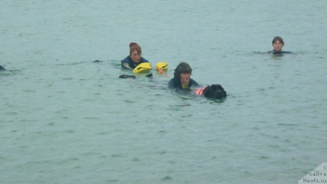 Фото: ньюфаундленд Юнона, Наталия Михайлова, Екатерина Кормакова, Анастасия Кормакова