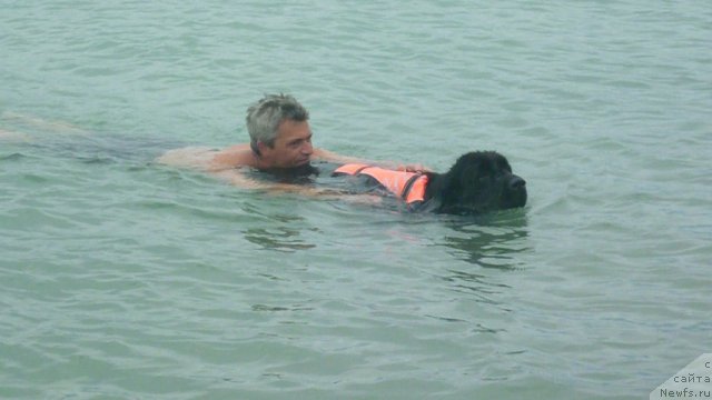 Фото: ньюфаундленд Юнона, Андрей Кошкидько