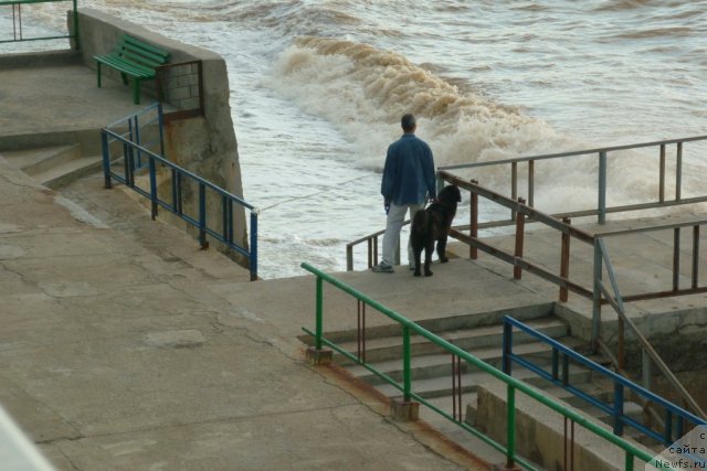 Фото: ньюфаундленд Юнона, Андрей Кошкидько