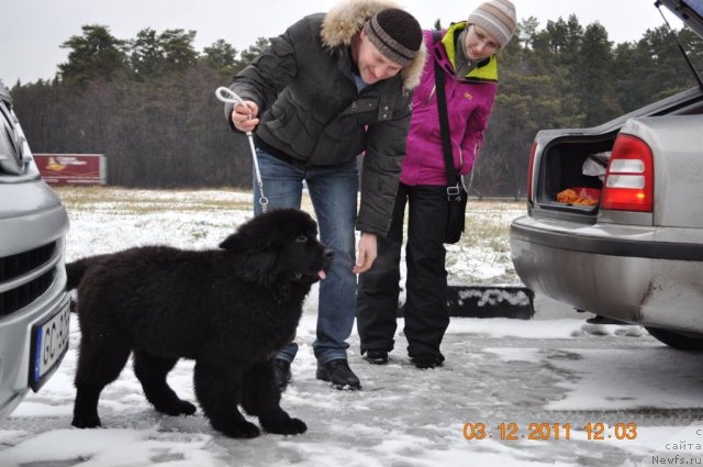 Фото: ньюфаундленд Звездный Дар Афродита (Zvezdnij Dar Afrodita)
