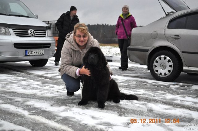 Фото: ньюфаундленд Звездный Дар Афродита (Zvezdnij Dar Afrodita), Елена Степанова