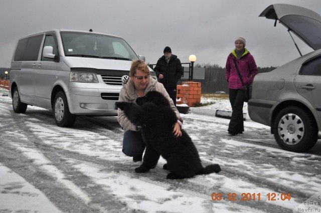 Фото: ньюфаундленд Звездный Дар Афродита (Zvezdnij Dar Afrodita), Елена Степанова