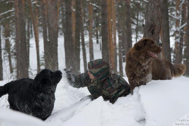 Фото: ньюфаундленд Юган с Тоянова Городка (Ygan s Toyanova Gorodka), Игорь Момот, ньюфаундленд Лесная Сказка Изольда