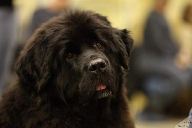 Фотография № 82470