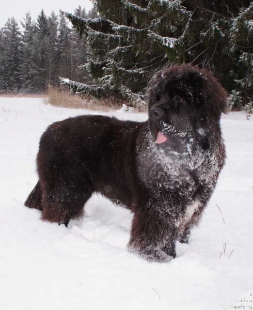 Фотография № 82501