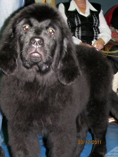 Фото: Детки, ньюфаундленд Кокетка от Чаннел из Медвежьего Яра, ньюфаундленд Алиса Радость Шоколадной Мамы