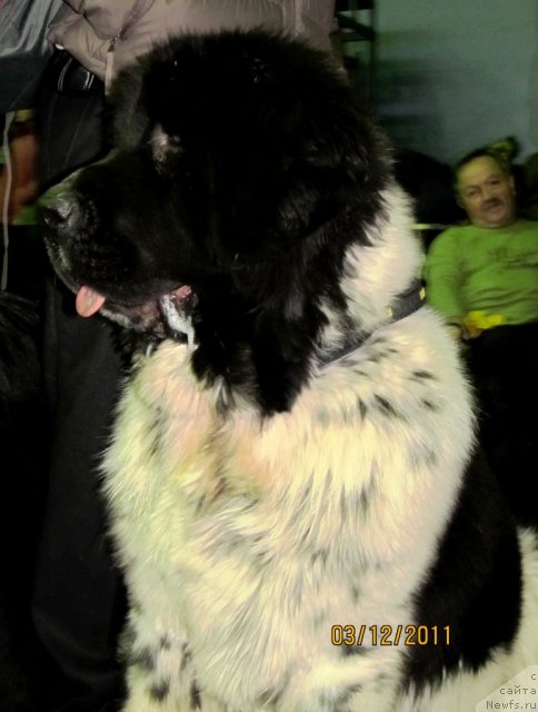 Фото: ньюфаундленд Супер Бизон Екатеринбург (Super Bizon Ekaterinburg)