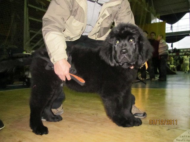 Фото: Детки, ньюфаундленд Кокетка от Чаннел из Медвежьего Яра, ньюфаундленд Августин Пермский Медведь