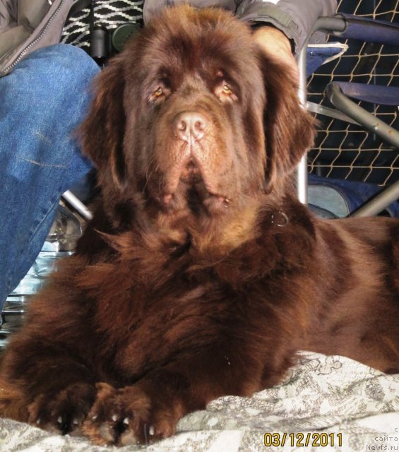 Фото: ньюфаундленд Кокетка от Чаннел из Медвежьего Яра