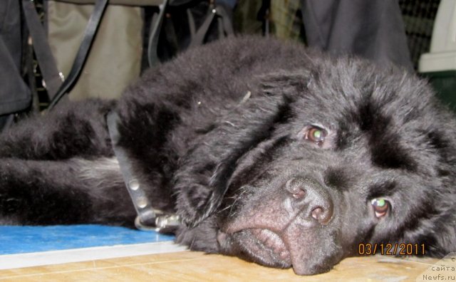 Фото: Детки, ньюфаундленд Кокетка от Чаннел из Медвежьего Яра