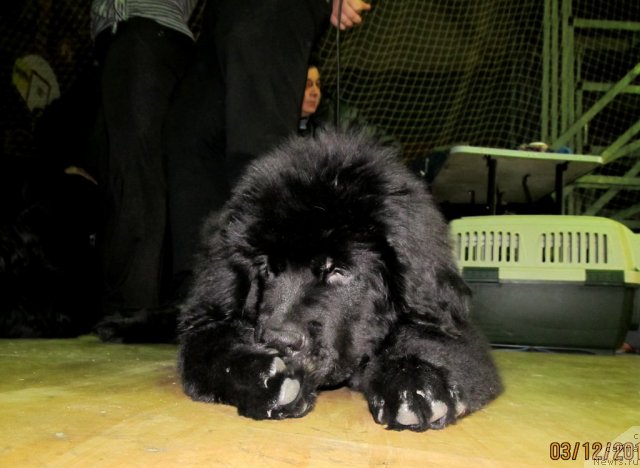 Фото: Детки, ньюфаундленд Кокетка от Чаннел из Медвежьего Яра