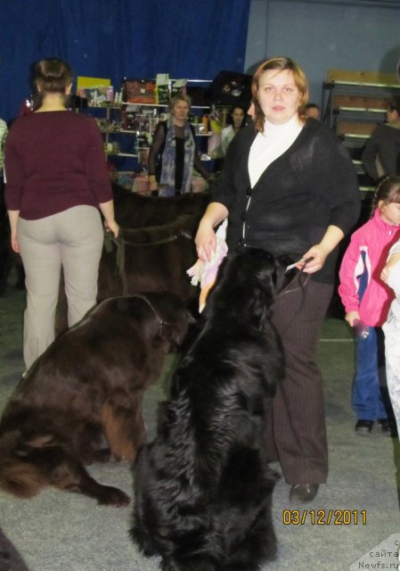 Фото: Наталья Гостюхина, ньюфаундленд Undercover Angel Nuo Ozo Kalvu, ньюфаундленд Кокетка от Чаннел из Медвежьего Яра