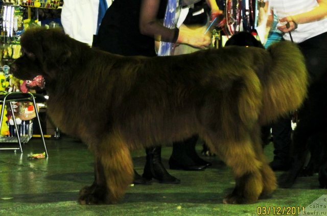 Фото: ньюфаундленд Бархатка Роскошная