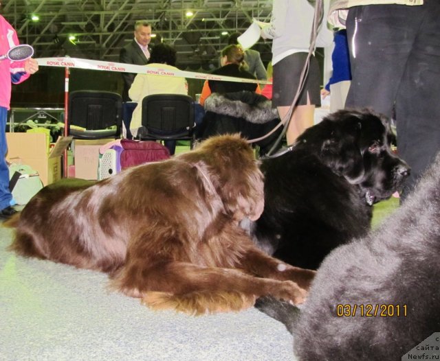 Фото: ньюфаундленд Кокетка от Чаннел из Медвежьего Яра, ньюфаундленд Undercover Angel Nuo Ozo Kalvu