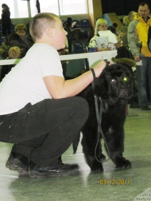 Фото: Дети, ньюфаундленд Кокетка от Чаннел из Медвежьего Яра