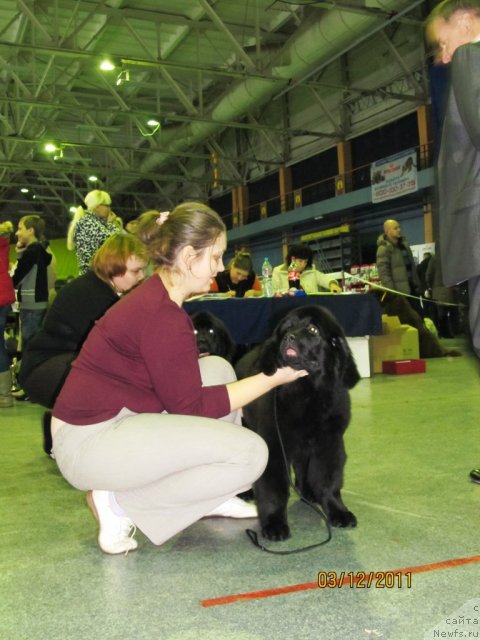 Фото: Екатерина Плотникова, Наталья Гостюхина, детки, ньюфаундленд Кокетка от Чаннел из Медвежьего Яра