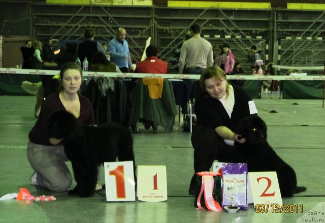 Фото: Екатерина Плотникова, Наталья Гостюхина, детки, ньюфаундленд Кокетка от Чаннел из Медвежьего Яра