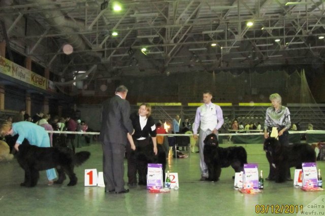 Фото: ньюфаундленд Их Высочество Вилана Блум (Ih Visochestvo Vilana Blum), ньюфаундленд Undercover Angel Nuo Ozo Kalvu, Алексей Ступников, Наталья Гостюхина, ньюфаундленд Акватория Келвин Оушен Дрим, ньюфаундленд Оливрико Аврора (Olivriko Avrora)