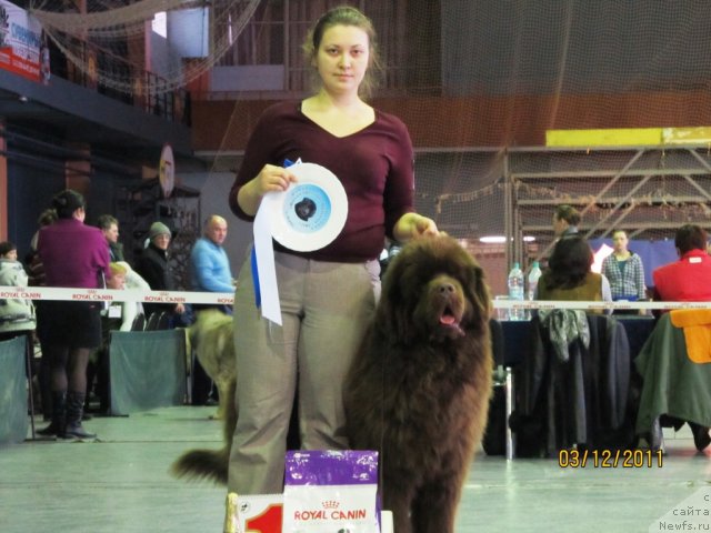 Фото: ньюфаундленд Командор из Медвежьего Яра, Екатерина Плотникова