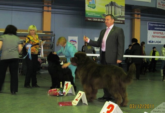 Фото: ньюфаундленд Командор из Медвежьего Яра