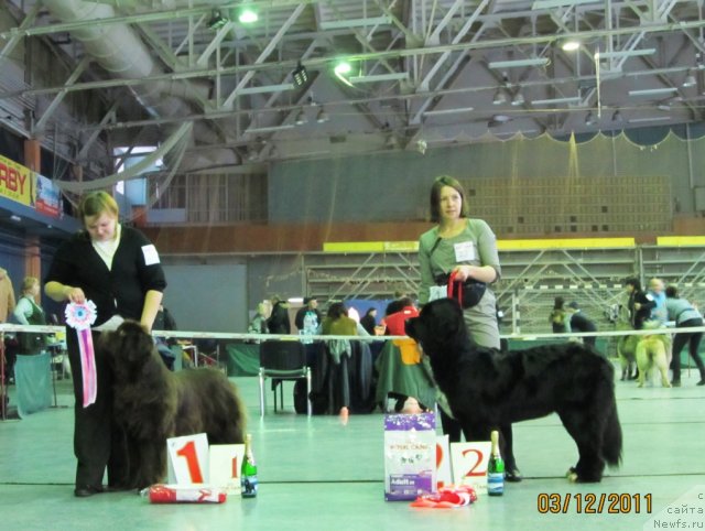 Фото: ньюфаундленд Кокетка от Чаннел из Медвежьего Яра, Наталья Гостюхина, ньюфаундленд Орхидея Цветок Любви