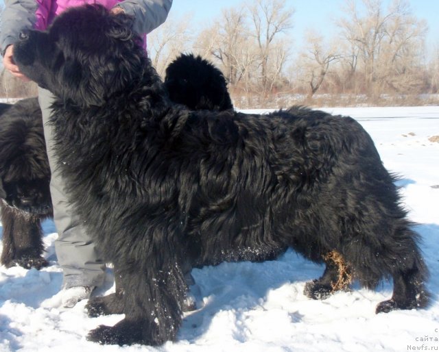 Фотография № 82636