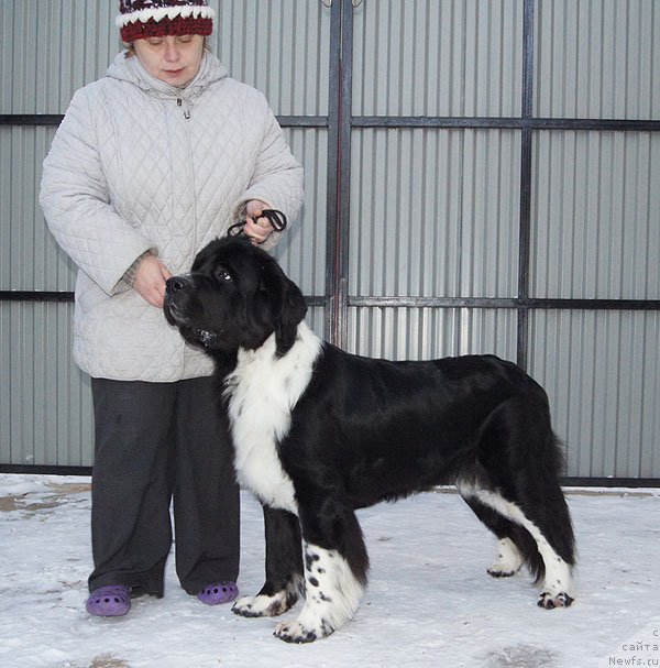 Фото: ньюфаундленд Супер Бизон Гера, Ольга Скуматенко