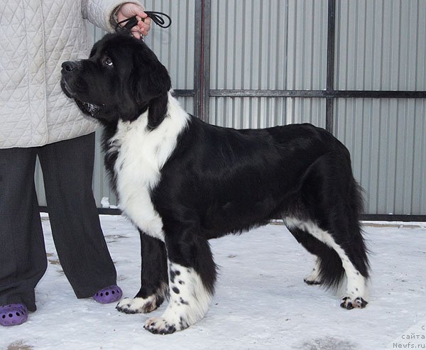 Фото: ньюфаундленд Супер Бизон Гера