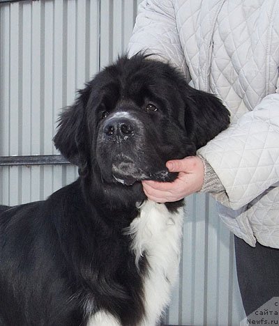 Фото: ньюфаундленд Супер Бизон Гера