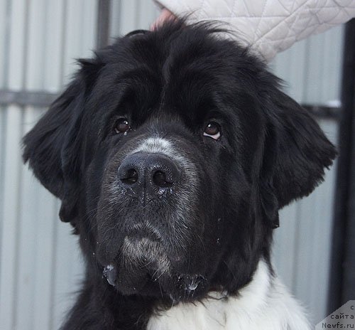 Фото: ньюфаундленд Супер Бизон Гера