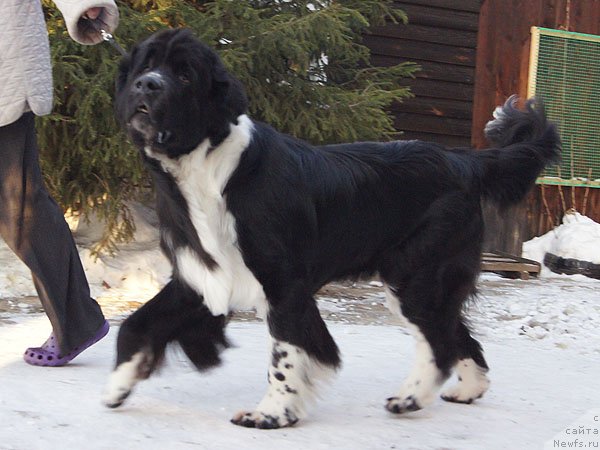 Фото: ньюфаундленд Супер Бизон Гера