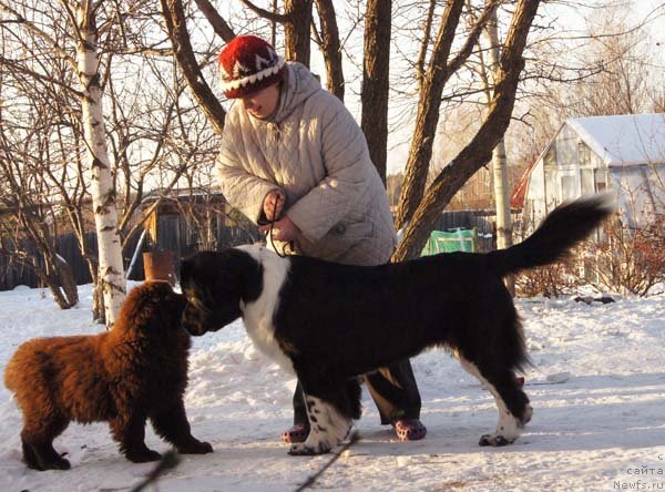 Фото: ньюфаундленд Супер Бизон Гера, ньюфаундленд Акватория Келвин Спирит зе Некст, Ольга Скуматенко