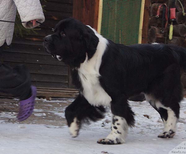 Фото: ньюфаундленд Супер Бизон Гера