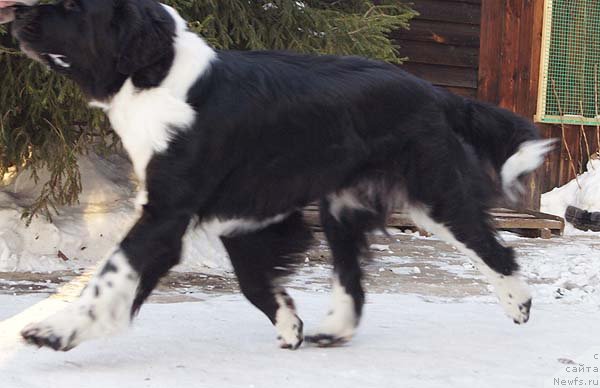 Фотография № 82650