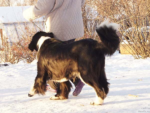 Фото: ньюфаундленд Супер Бизон Гера