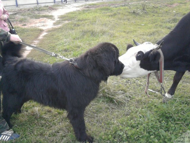 Фото: [p2167]Орман из Золотого Треугольника и неизвестная корова