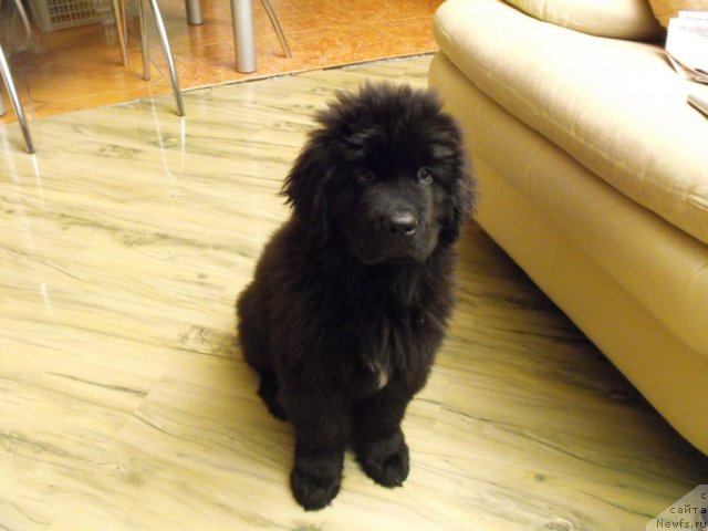 Фото: ньюфаундленд Камелот Кинг