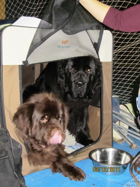 Фото: ньюфаундленд Кокетка от Чаннел из Медвежьего Яра, ньюфаундленд Undercover Angel Nuo Ozo Kalvu