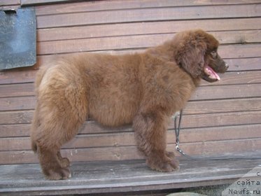 Фотография № 82684