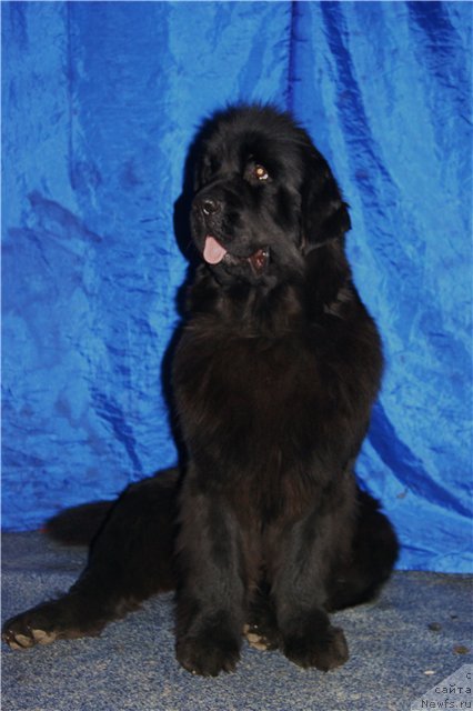 Фото: ньюфаундленд Акватория Келвин Оушен Дрим