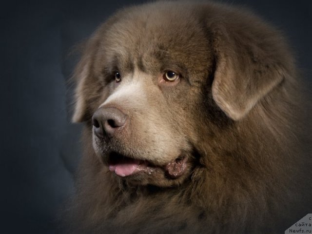 Фотография № 82777