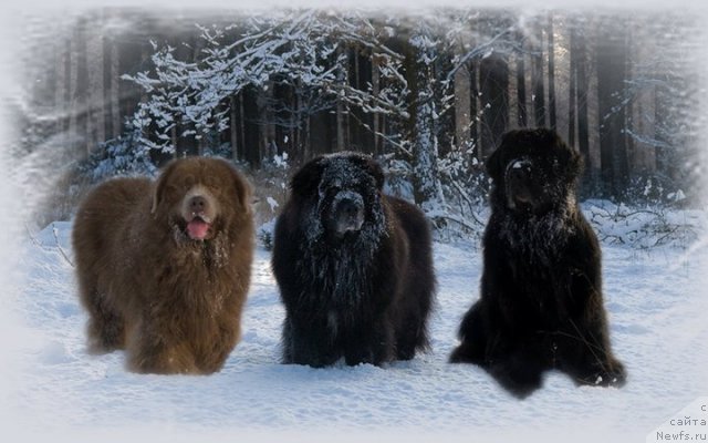 Фотография № 82779