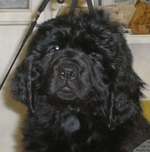 Фото: ньюфаундленд Сибирочка Супер Стар