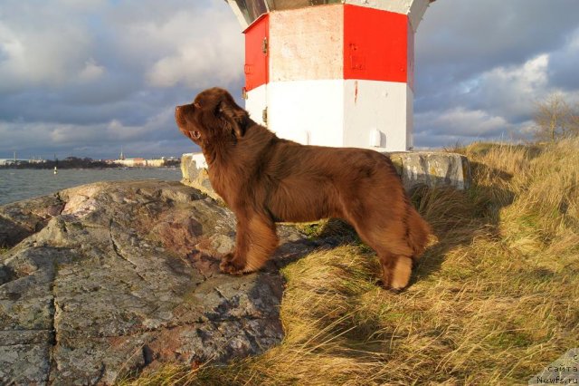 Фото: ньюфаундленд Aetna vom Riesrand