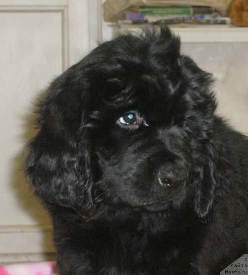 Фото: ньюфаундленд Сибирочка Супер Стар