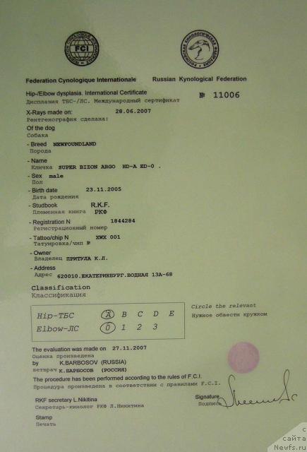 Фото: ньюфаундленд Супер Бизон Арго (Super Bizon Argo)